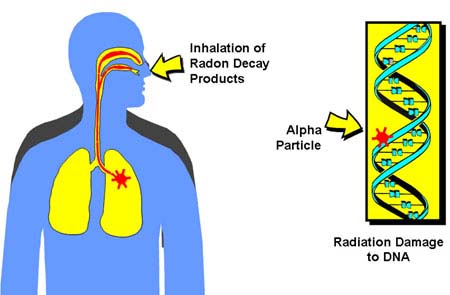 Radon Gas Inhaled Lung Damage Alpha Radiation