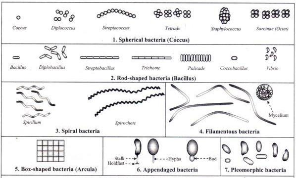 Different Size Shape Arrangement of Bacterial Cells