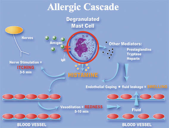 Allergy Reaction Chain IgE Antigens from Allergens found in Indoor Air
